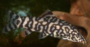 YoYo Loach