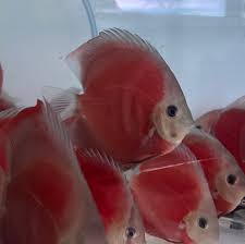 Red Cover Discus - 6CM