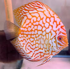 Yellow Pidgeon Checkerboard Discus - 6cm