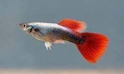 Red Neon Tuxedo Guppy - Male