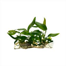 Anubias Minima Variegated Tissue Culture