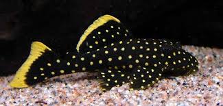 Gold Nugget Pleco