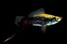 Yellow Tuxedo Swordtail