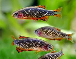 Celestial Pearl Danio AKA Galaxy Rasbora (Celestichthys margaritatus)