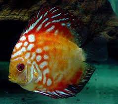 Pidgeon Checkerboard Discus medium (6cm)