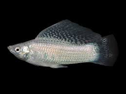 Sliver Sailfin Molly