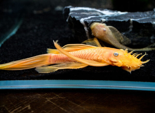 L144a Blue Eye Lemon Bristlenose Pleco (Ancistrus sp.) - Juvenile