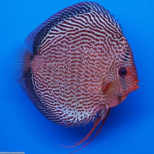 Red Snake Skin Discus - 6cm