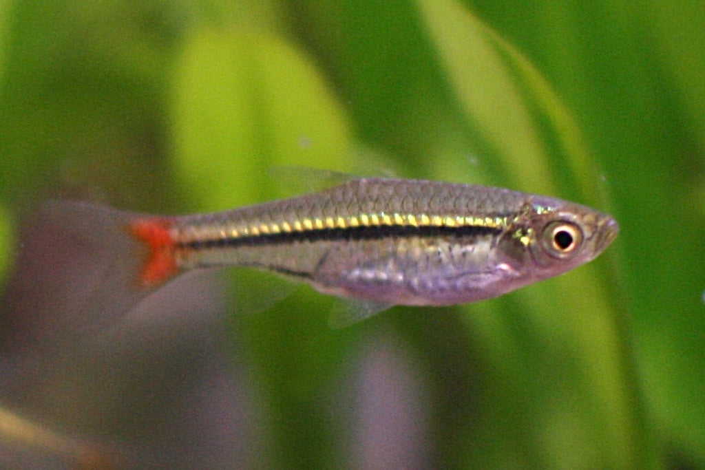 Red Finned Rasbora