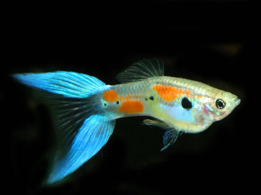 Blue Lyretail Guppy - Male