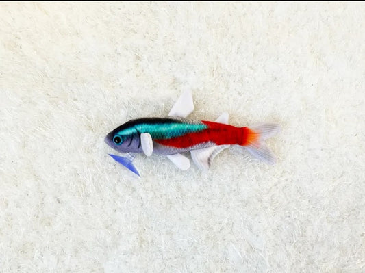 Neon Tetra - 20cm