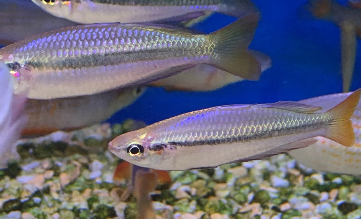 Black Banned Rainbow fish Melanotaenia Nigrans - WILD CAUGHT