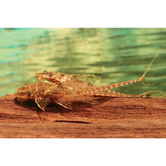 Whiptail Parva Catfish