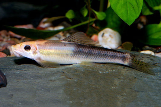 Marble Algae Eater -  Gyrinocheilus aymonieri