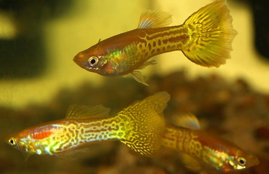 Golden Snakeskin Guppy - Male