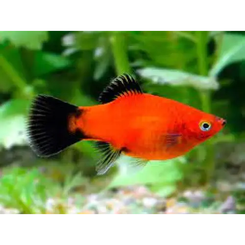 Red wag Platy