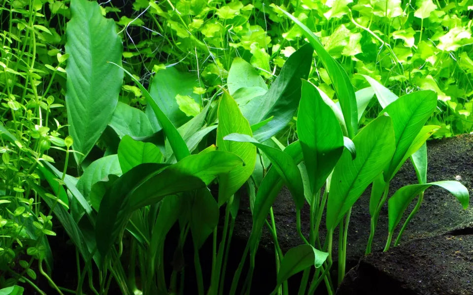 Anubias Angustifolia Tissue Culture