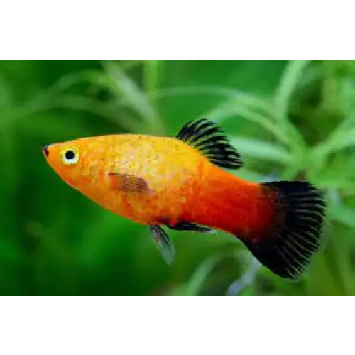 Sunset Wag Platy