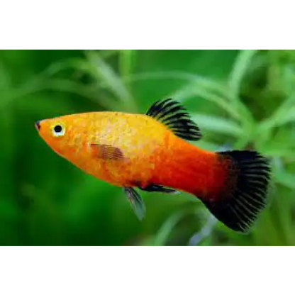 Sunset Wag Platy