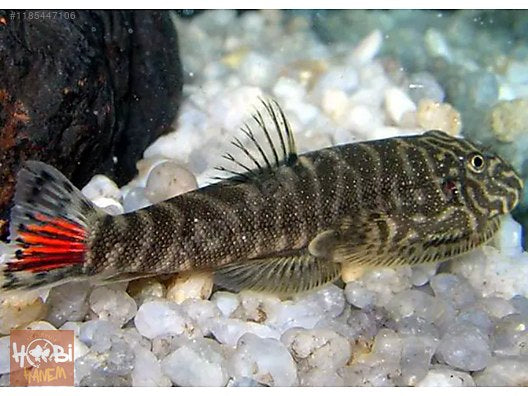 Redtail Myers Hillstream loach