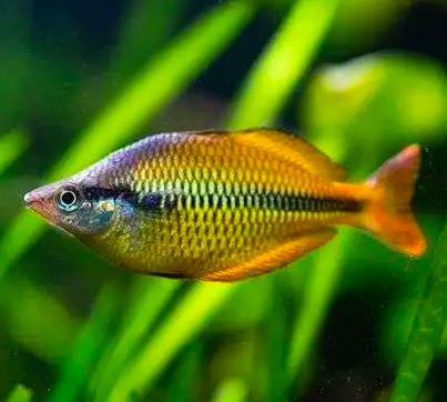 Yellow Rainbowfish (Melanotaenia Herbertaxelrodi)